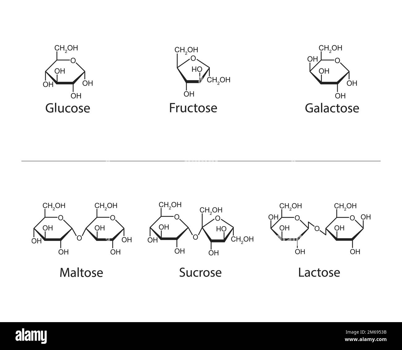 Monosaccharide und Disaccharide Wissenschaftliches Design. vektordarstellung. Stock Vektor