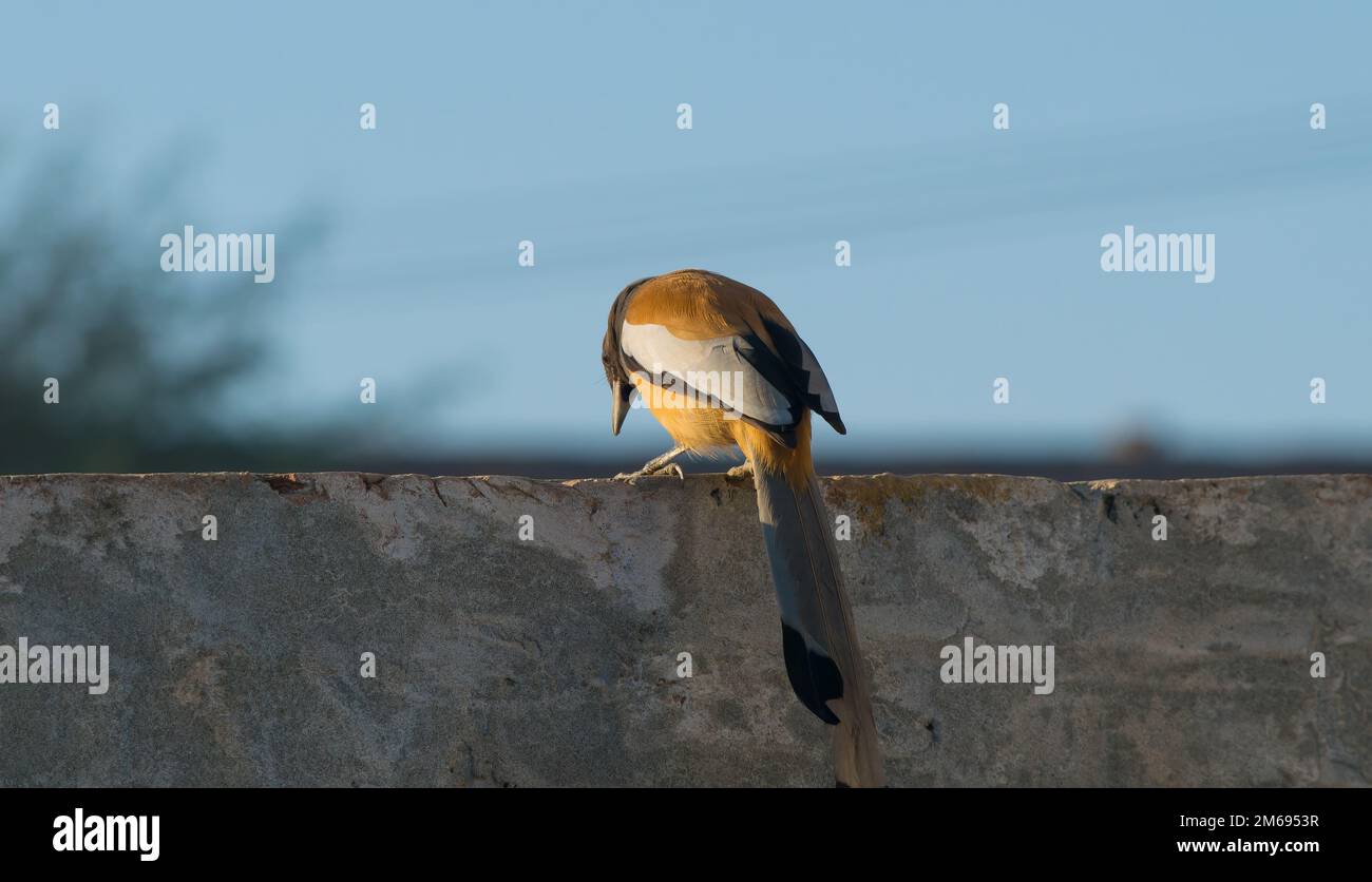 Wunderschöne Nahaufnahme des Rufus-Vogels in einem Haus mit verschwommenem Hintergrund und selektivem Fokus. Rufous-Treepie-Porträt. Stockfoto