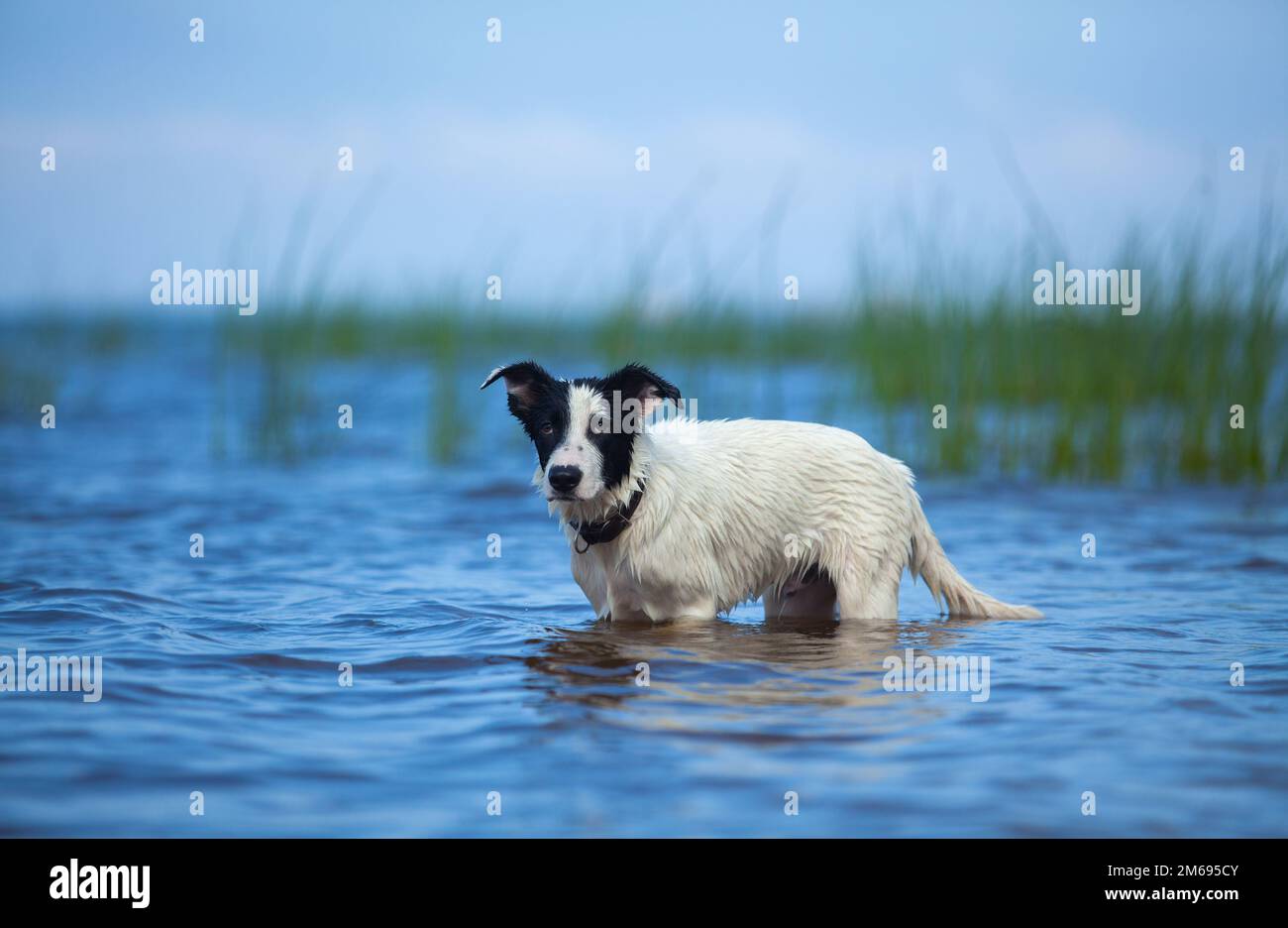 Ein Welpe Wachhund steht im Wasser auf dem Meer. Bild für den Sommer: Horizontal im Freien. Stockfoto