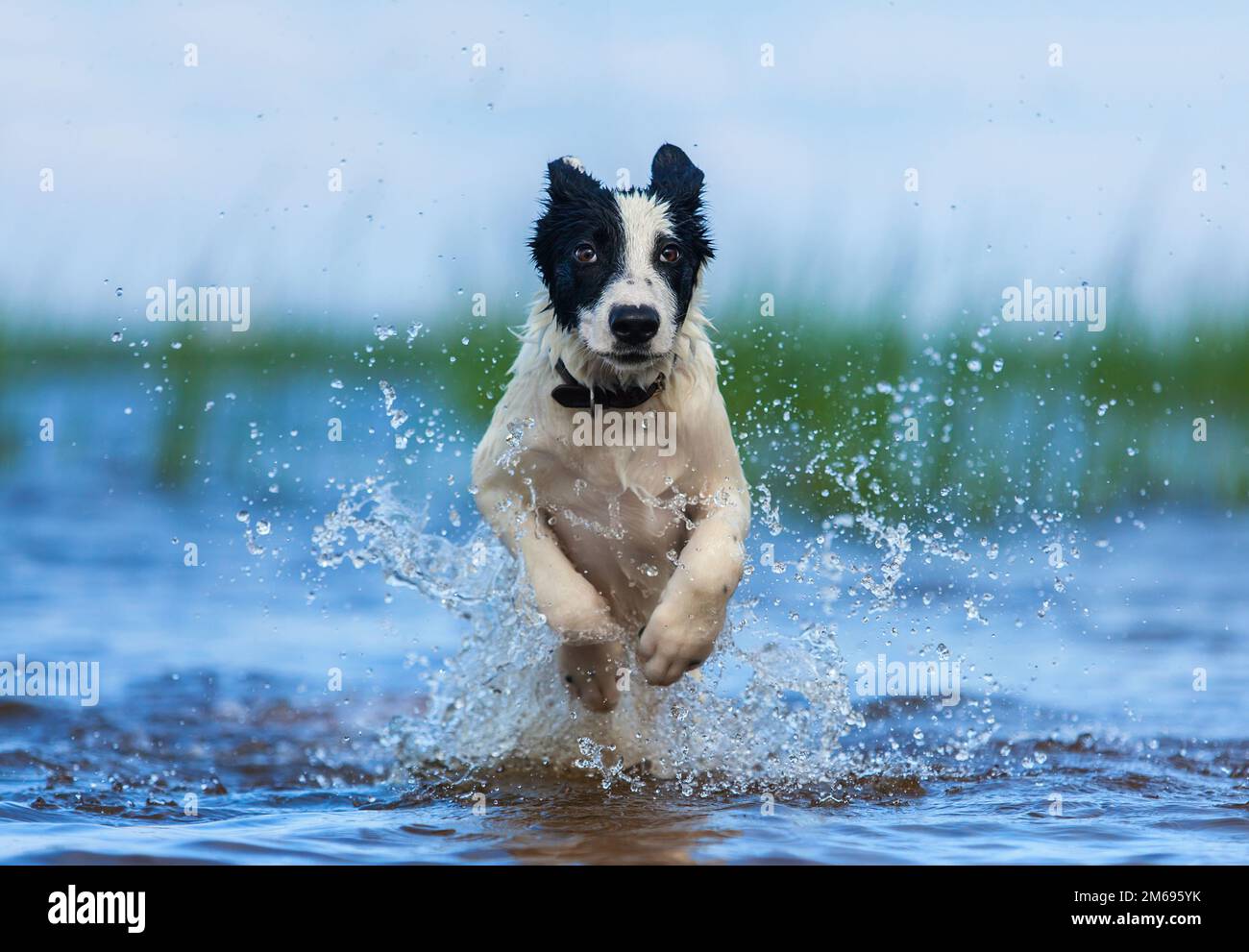 Der Hundewelpe läuft über Wasser. Horizontales Außenbild. Vorderansicht. Stockfoto