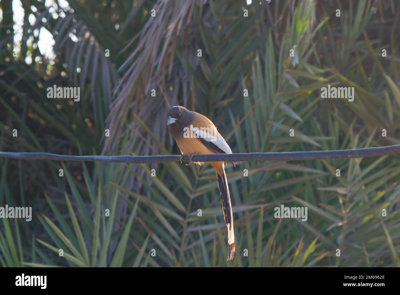 Wunderschöne Nahaufnahme des Rufus-Vogels in einem Haus mit verschwommenem Hintergrund und selektivem Fokus. Rufous-Treepie-Porträt. Stockfoto