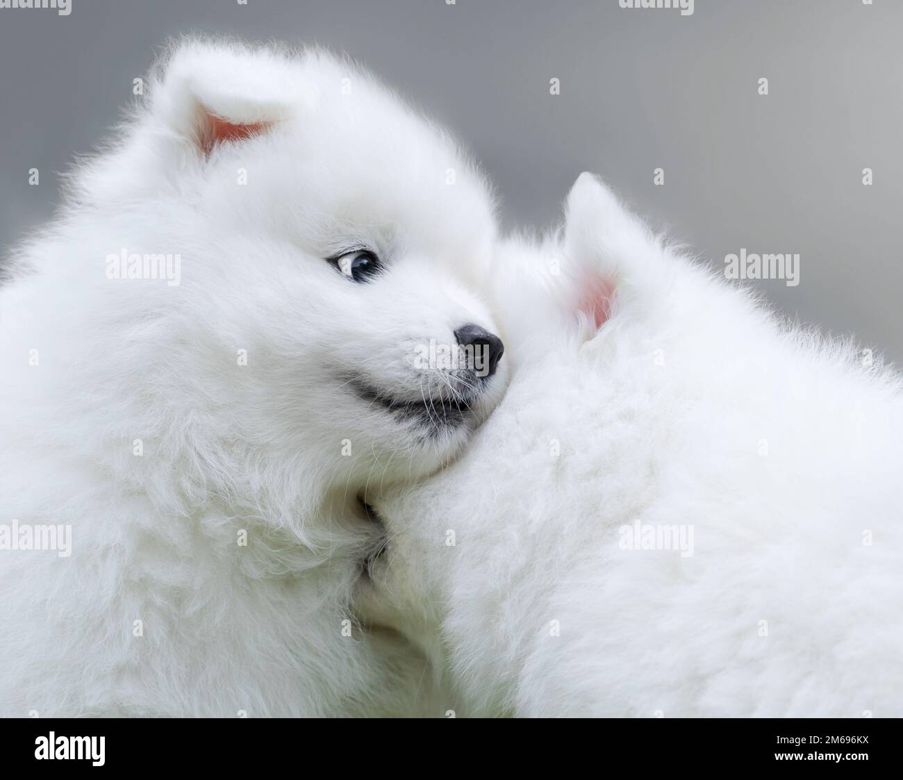 Zwei Welpen Samoyerten Hundes. Schließen. Stockfoto