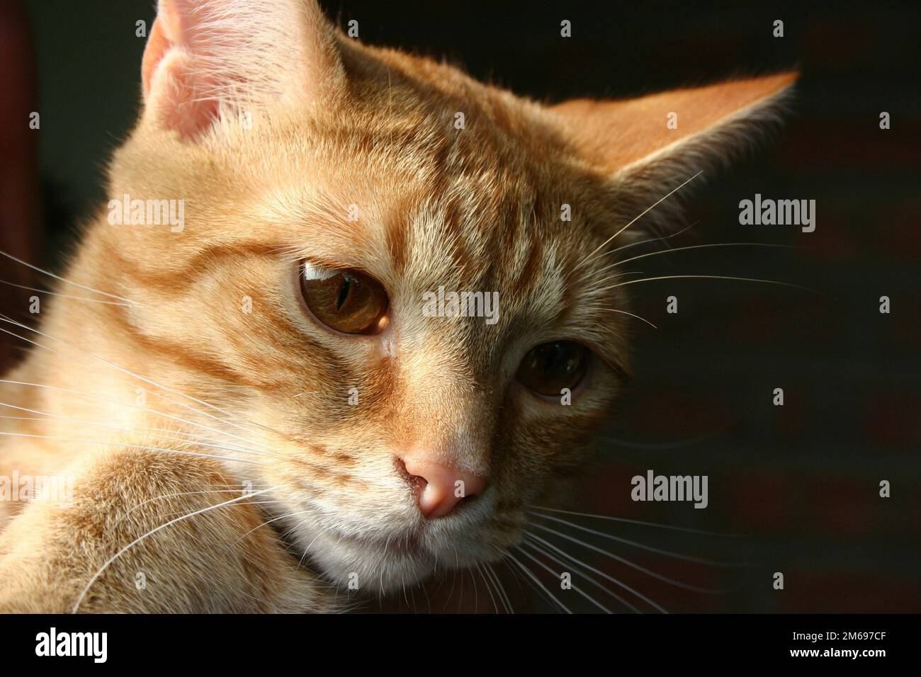Tom Cat Stockfoto