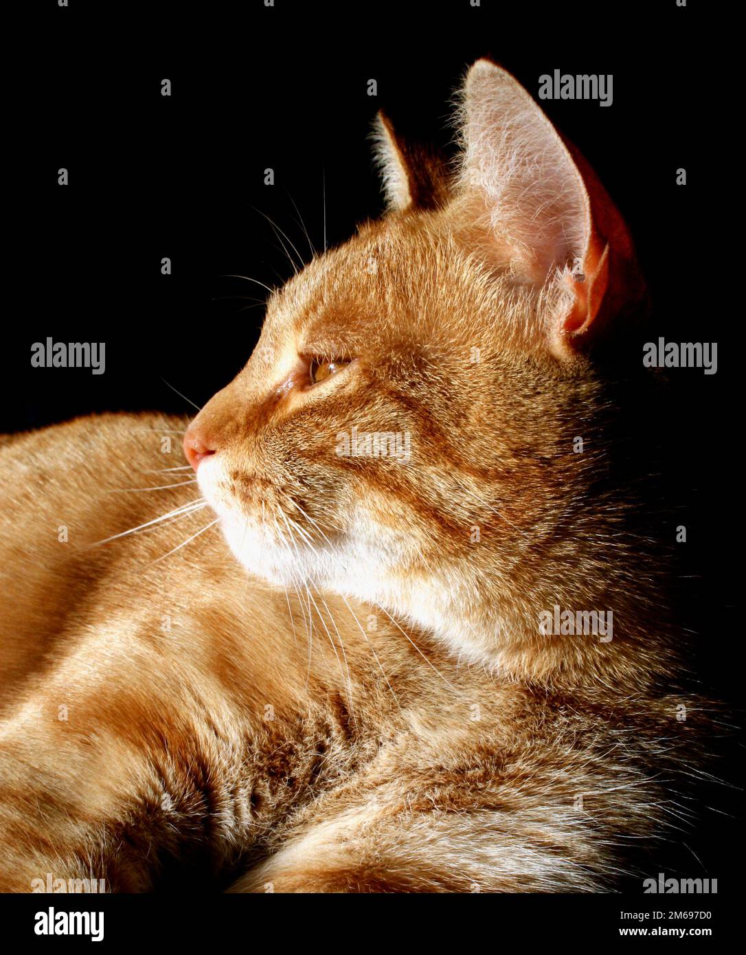 Tom Cat Stockfoto
