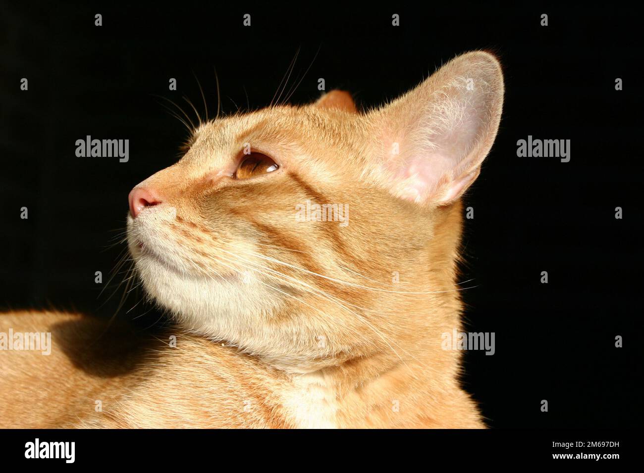 Tom Cat Stockfoto