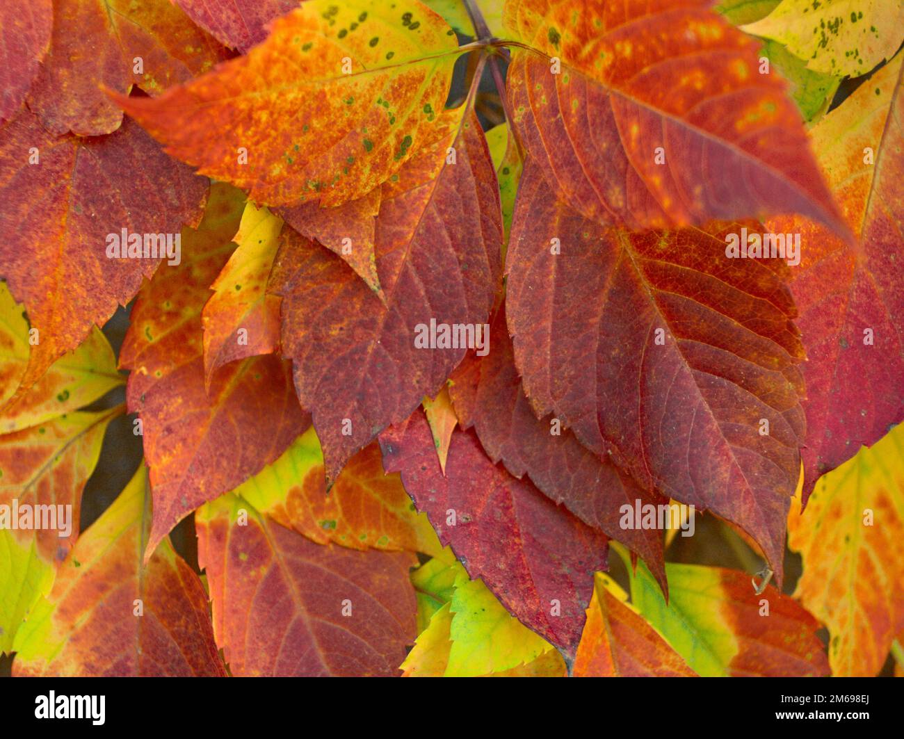 Buntes Laub auf dem Boden Stockfoto