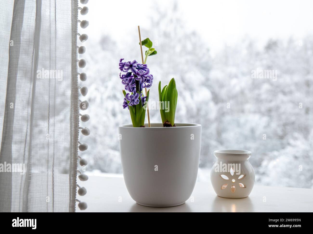 Hyazinthen Hyacintus orientalis wachsen und blühen zu Hause im Januar. Blühende Blumen auf der Fensterbank im weißen Blumentopf. Verschneite Bäume. Stockfoto