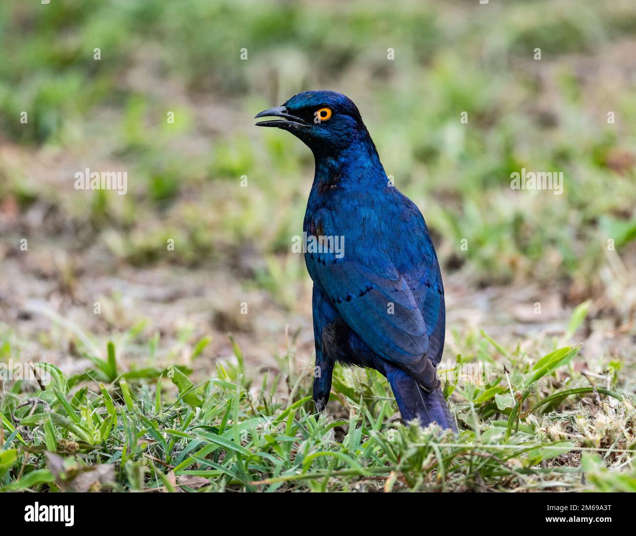 Ein Blauohr-Starling (Lamprotornis chalybaeus) mit seinen glänzenden blauen Federn. Kruger-Nationalpark, Südafrika. Stockfoto