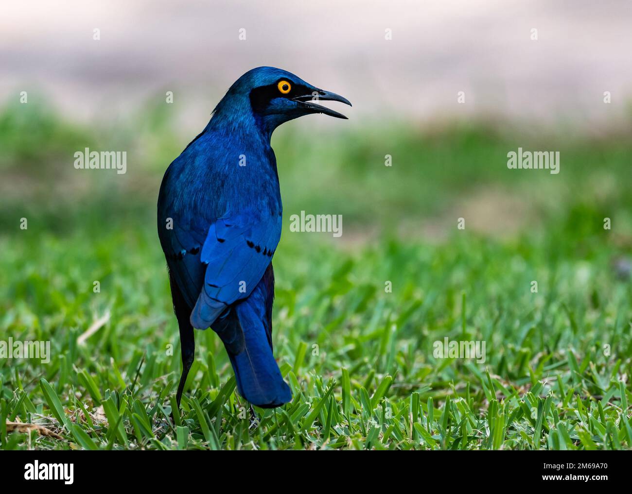 Ein Blauohr-Starling (Lamprotornis chalybaeus) mit seinen glänzenden blauen Federn. Kruger-Nationalpark, Südafrika. Stockfoto