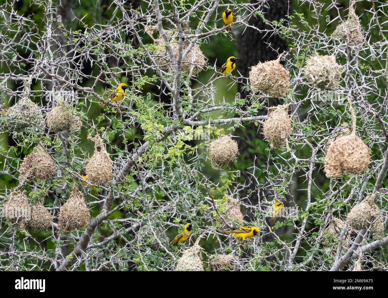 Die Nistkolonie der südlichen MaskenWeber (Ploceus velatus). Kruger-Nationalpark, Südafrika. Stockfoto