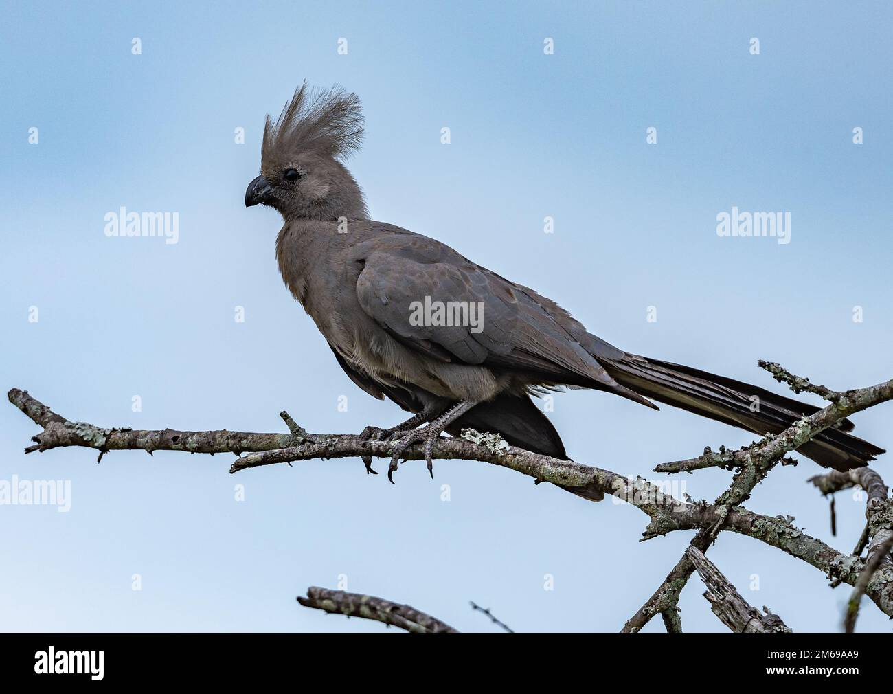 Ein grauer Vogel (Corythaixoides concolor), der auf einem Ast sitzt. Kruger-Nationalpark, Südafrika. Stockfoto