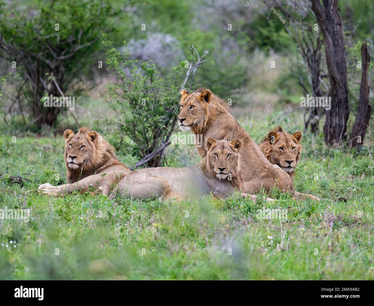 Eine Gruppe von Löwen (Panthera leo), die in den Büschen ruht. Kruger-Nationalpark, Südafrika. Stockfoto