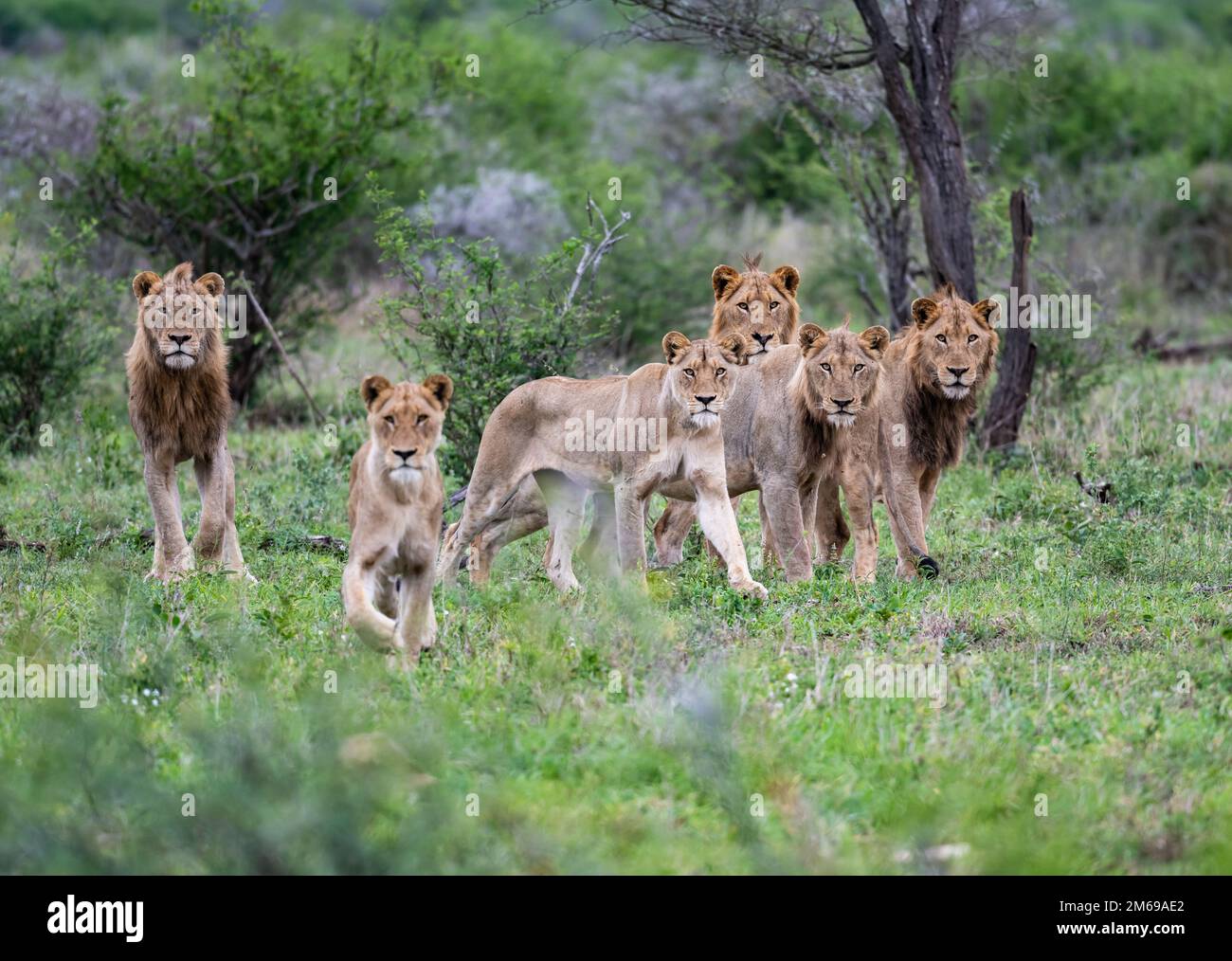Eine Gruppe von Löwen (Panthera leo), bereit zur Jagd. Kruger-Nationalpark, Südafrika. Stockfoto