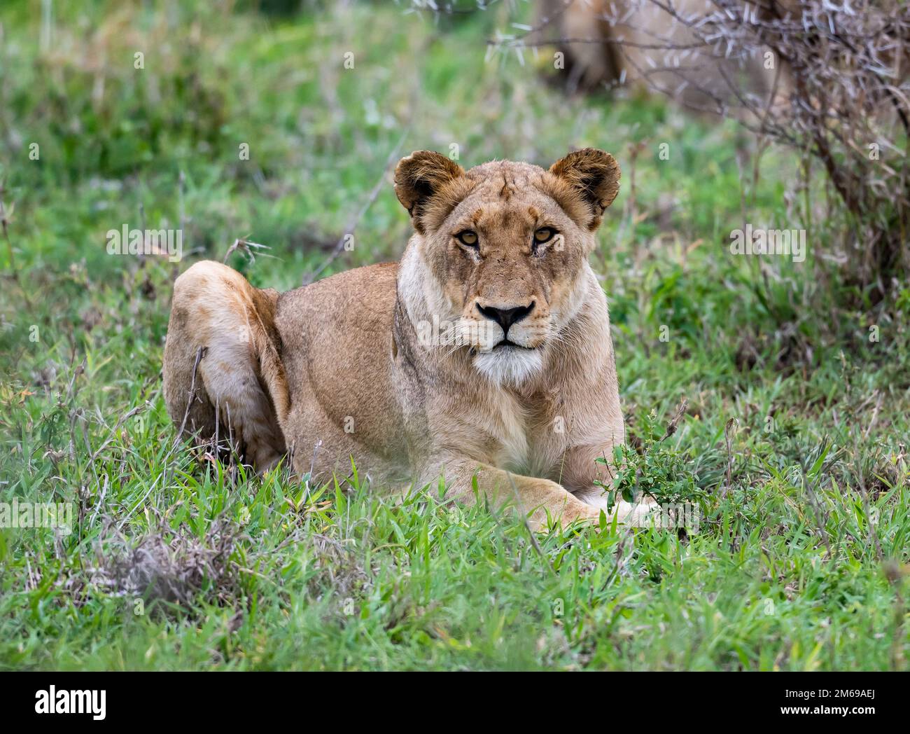 Eine Löwin (Panthera leo), die in den Büschen ruht. Kruger-Nationalpark, Südafrika. Stockfoto