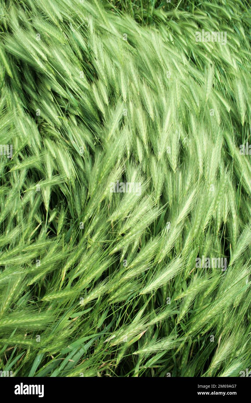 Reihe der Textur (Wind auf grünem Gras) Stockfoto