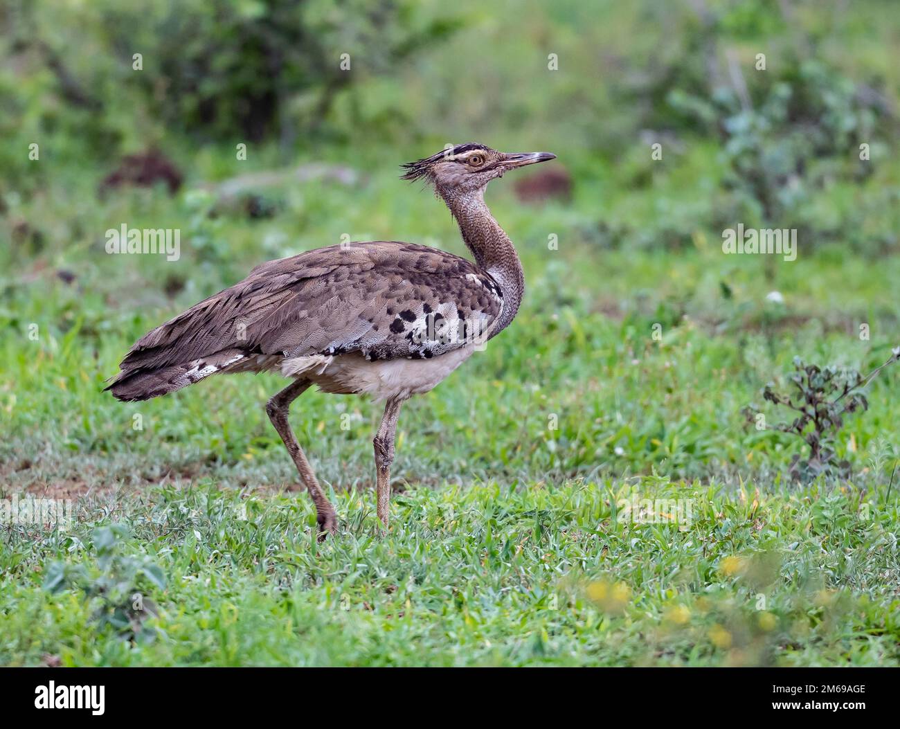 Eine Kori Bustard (Ardeotis kori), die auf offenem Grasland spaziert. Kruger-Nationalpark, Südafrika. Stockfoto