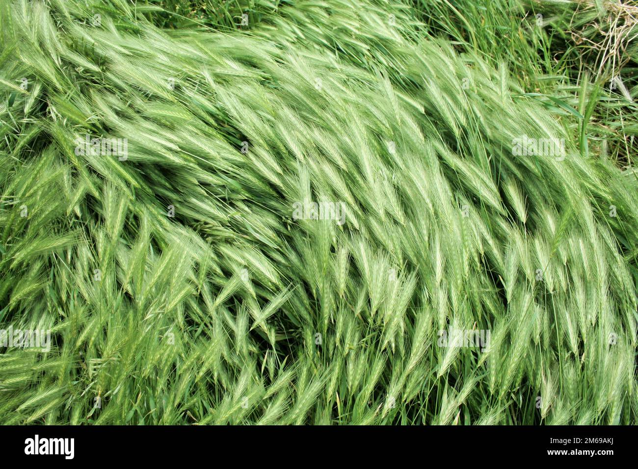 Reihe der Textur (Wind auf grünem Gras 2) Stockfoto