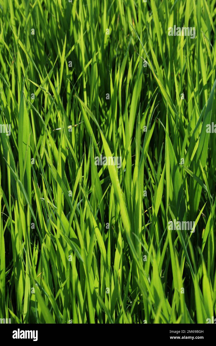 Reihe der Textur (grünes Gras) Stockfoto