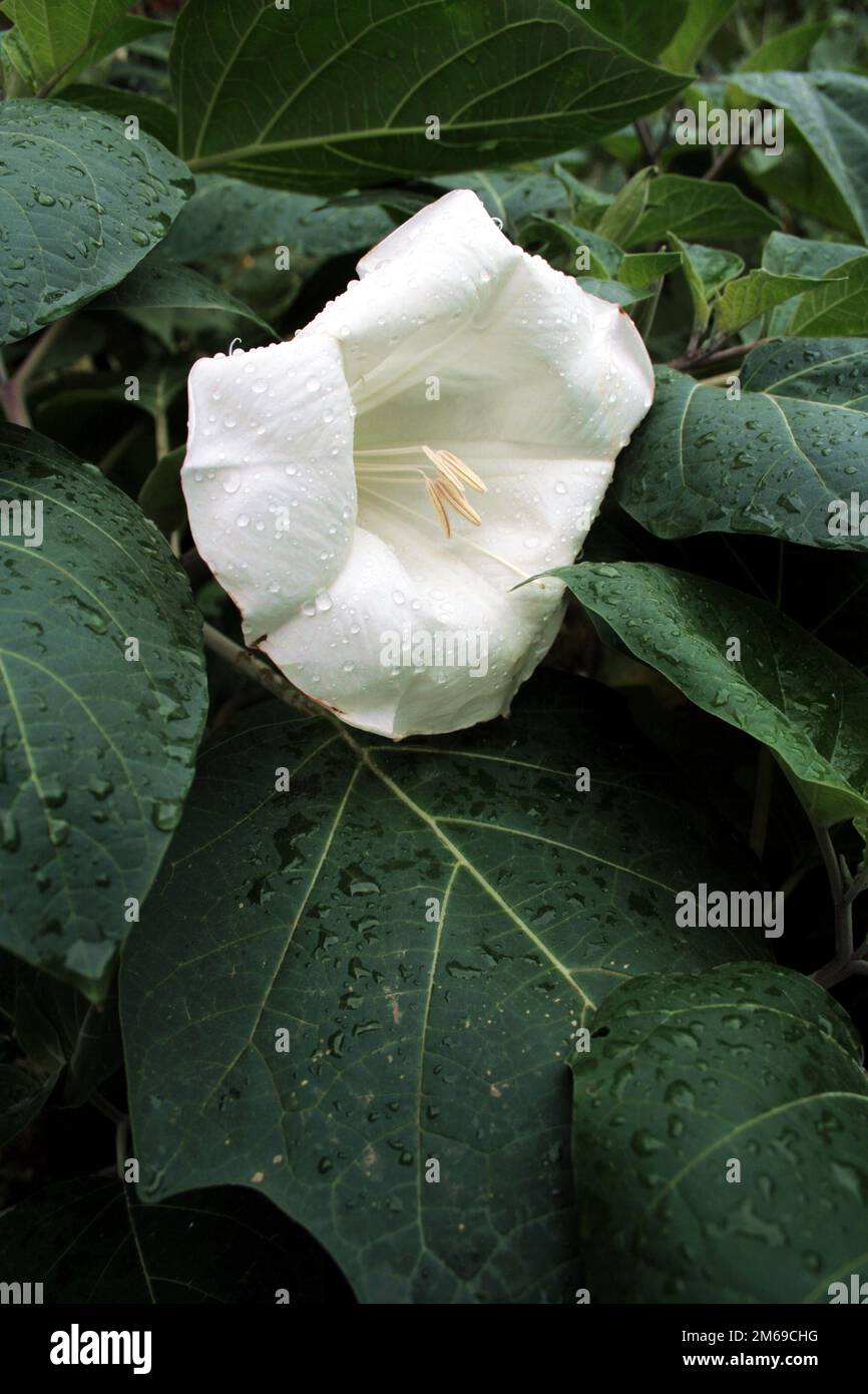 Weiße madonna-Lilie auf dem Blumenbeet Stockfoto