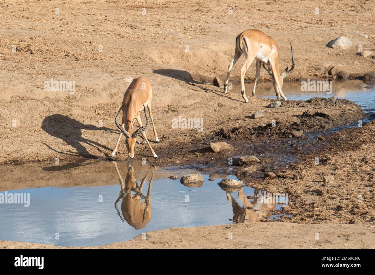 Impala (Aepyceros melampus), zwei Erwachsene Männer trinken in einem künstlichen Pool, der während einer Dürre geschaffen wurde Stockfoto