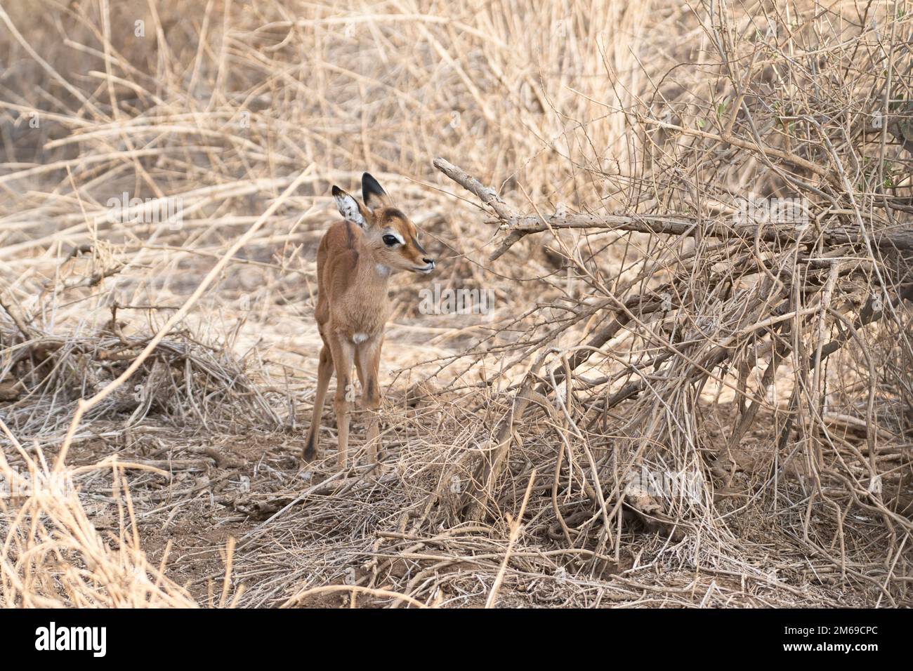 Impala (Aepyceros melampus), Jungkalb. Die Mutter weidete in der Nähe. Stockfoto