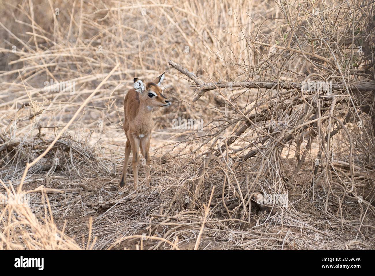 Impala (Aepyceros melampus), Jungkalb. Die Mutter weidete in der Nähe. Stockfoto