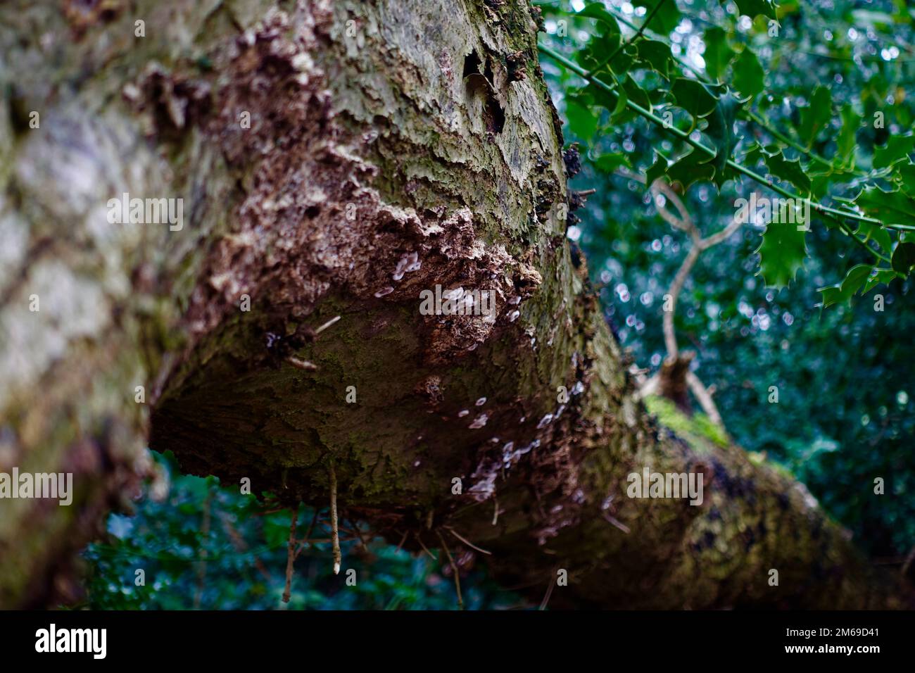 Breiter, gewundener horizontaler Ast mit Bokeh- und Holly-Ästen im Hintergrund Stockfoto