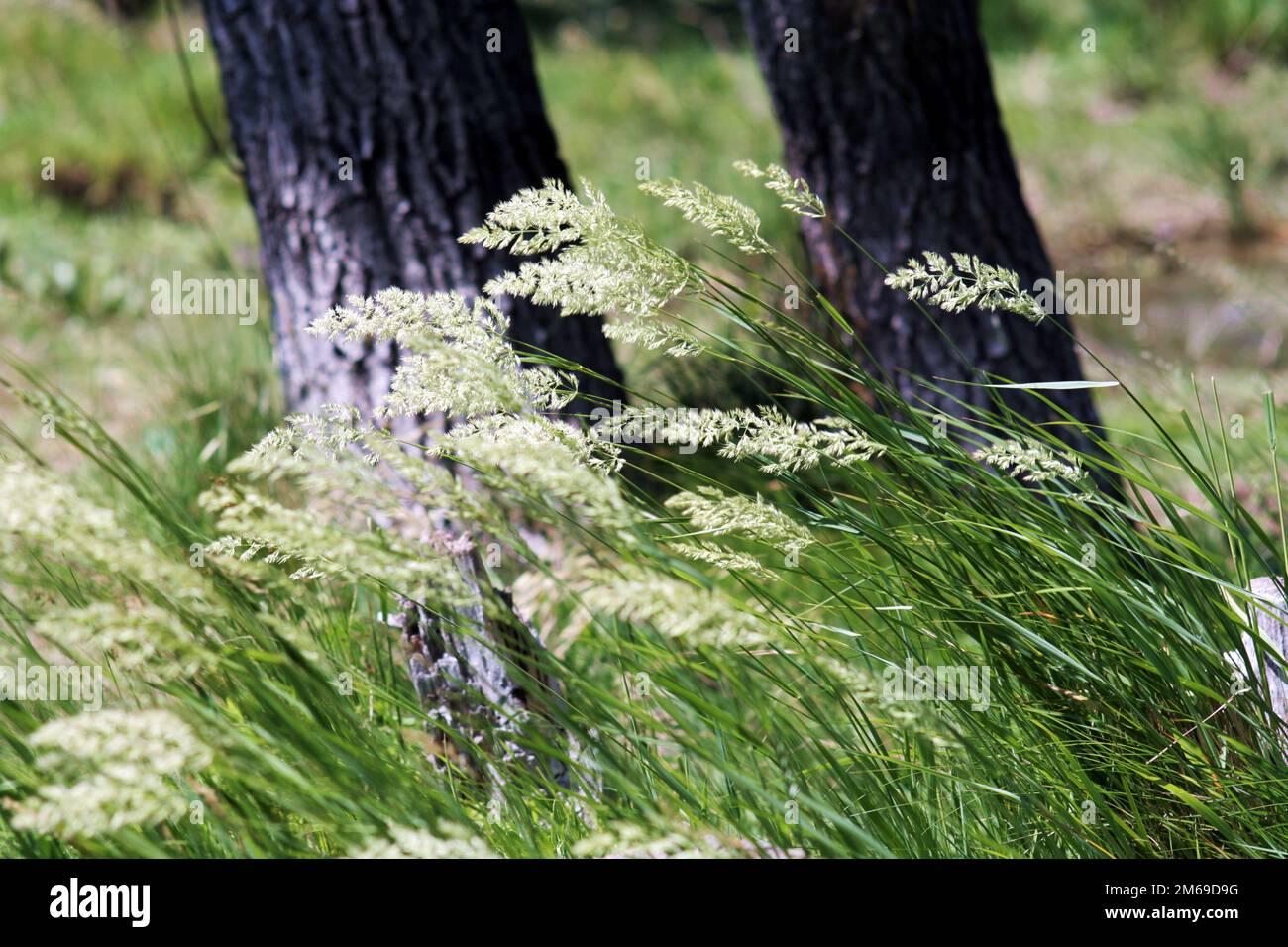 Reihe der Textur (Wellen des grünen Grases) Stockfoto