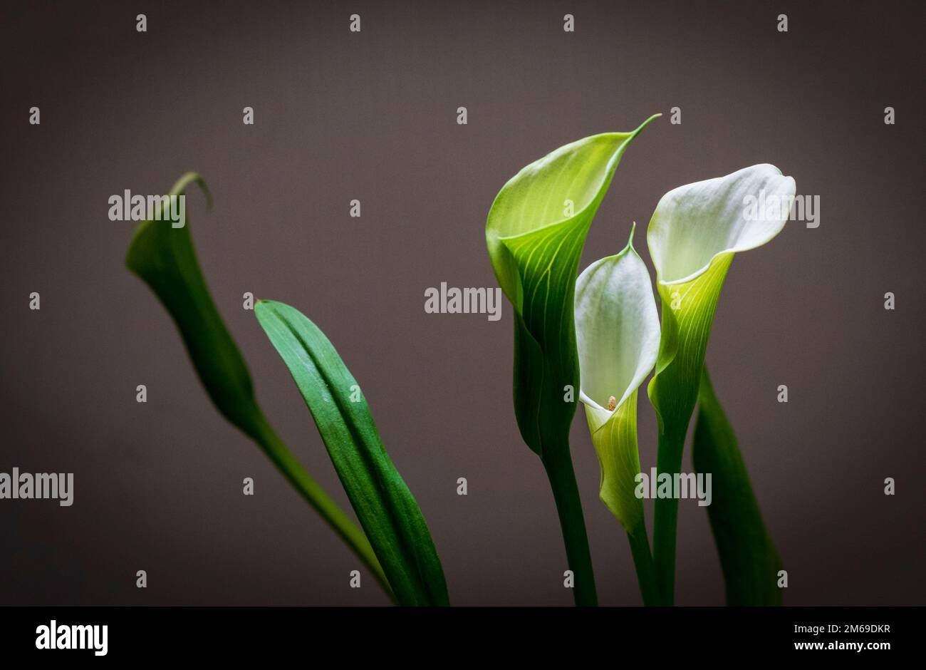 Eine Studie von Calla Lilies auf einem einfachen Hintergrund Stockfoto