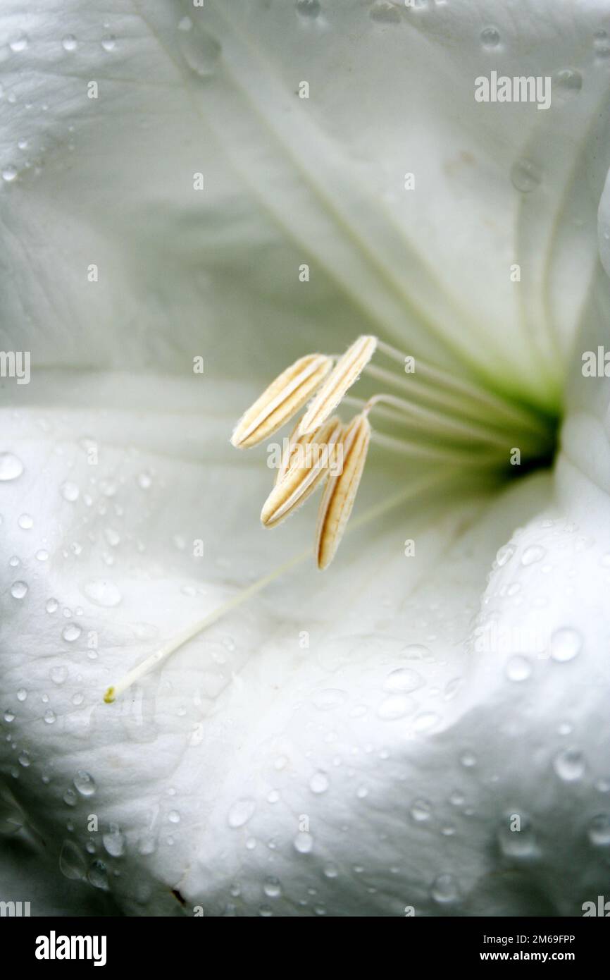 Weiße madonna-Lilie Stockfoto