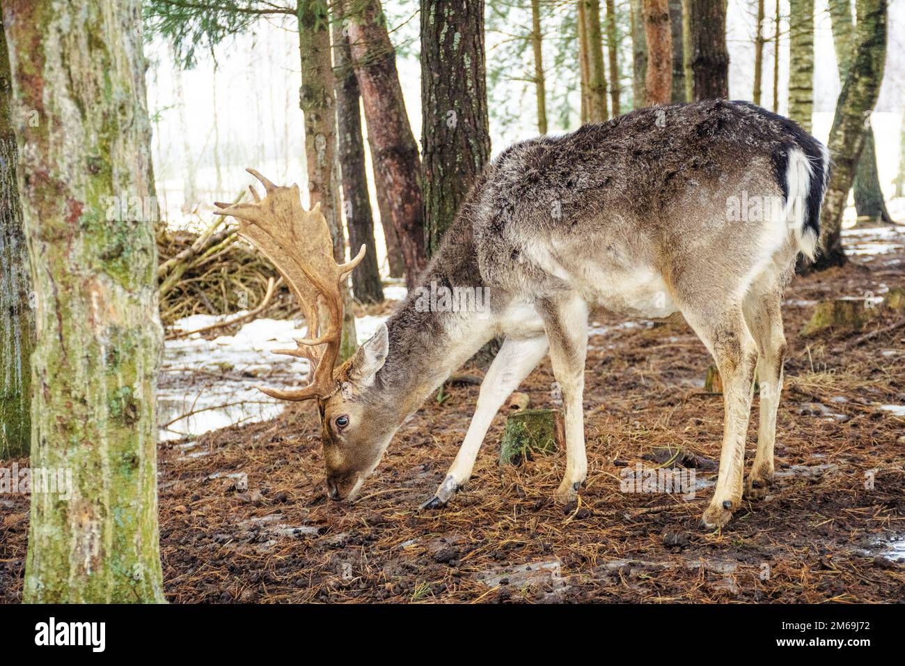 Ein hübscher Mann von europäischem Damhirsch oder Buck mit einem großen Horn, das an einem kalten Wintertag im Wald zwischen Bäumen weidet Stockfoto