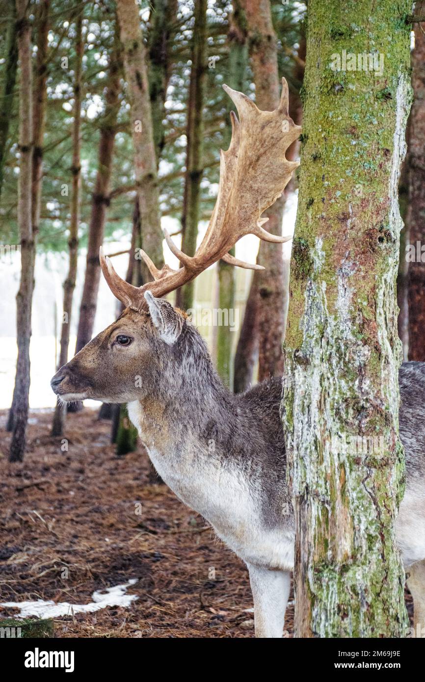 Ein hübscher Mann von europäischem Damhirsch oder Buck mit einem großen Horn, das an einem kalten Wintertag im Wald zwischen Bäumen weidet, vertikal Stockfoto