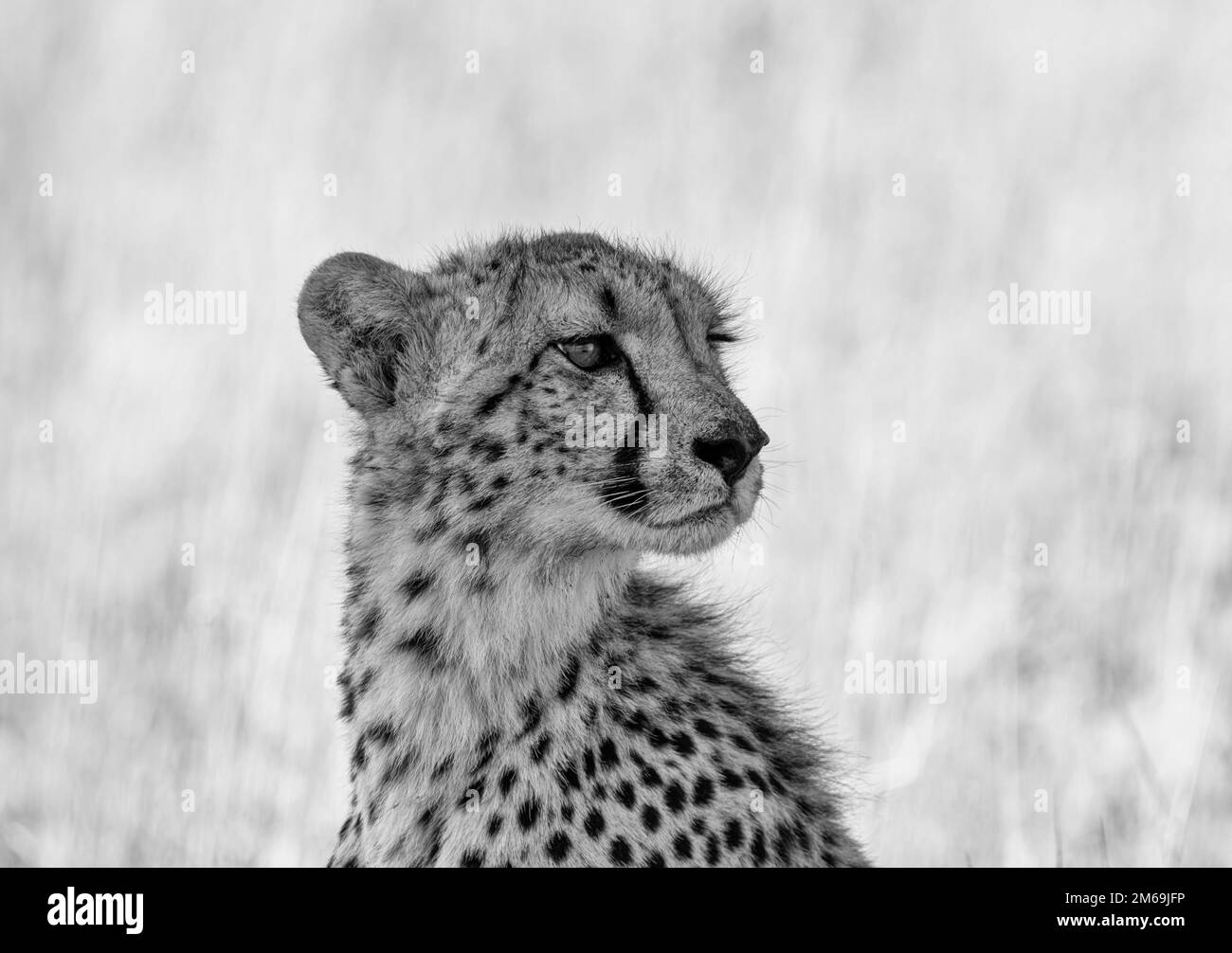 Der Gepard ist eine große Katze, die in Afrika und im zentralen Iran heimisch ist. Es ist das schnellste Landtier, das mit einer Geschwindigkeit von 80 bis 128 km/h laufen kann Die Stockfoto