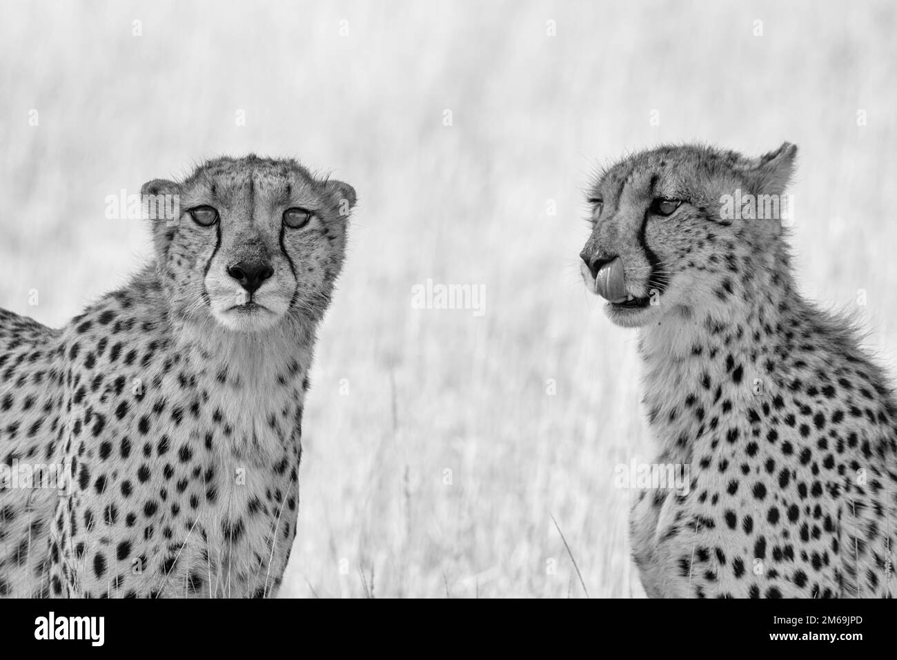 Der Gepard ist eine große Katze, die in Afrika und im zentralen Iran heimisch ist. Es ist das schnellste Landtier, das mit einer Geschwindigkeit von 80 bis 128 km/h laufen kann Die Stockfoto