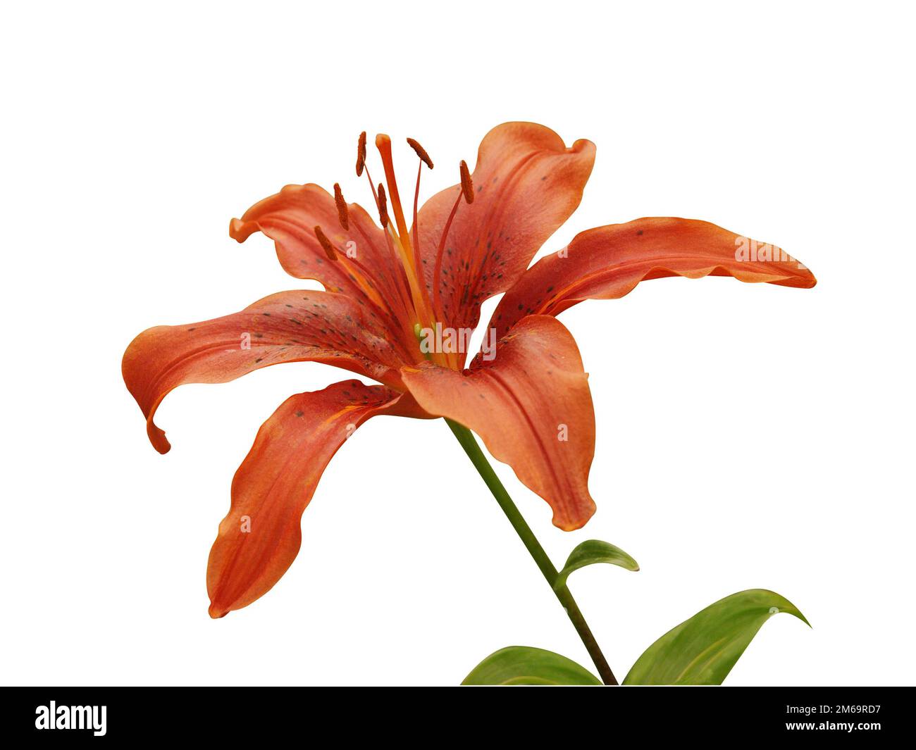 Feuerlilie Stockfoto