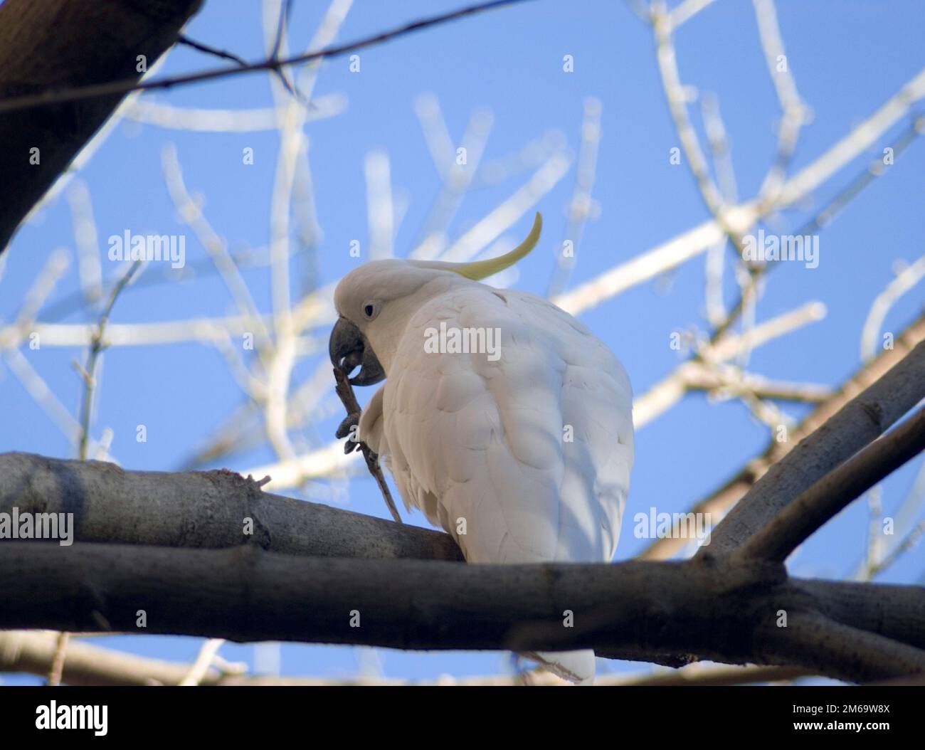 Schwefel crested cockatoo Stockfoto