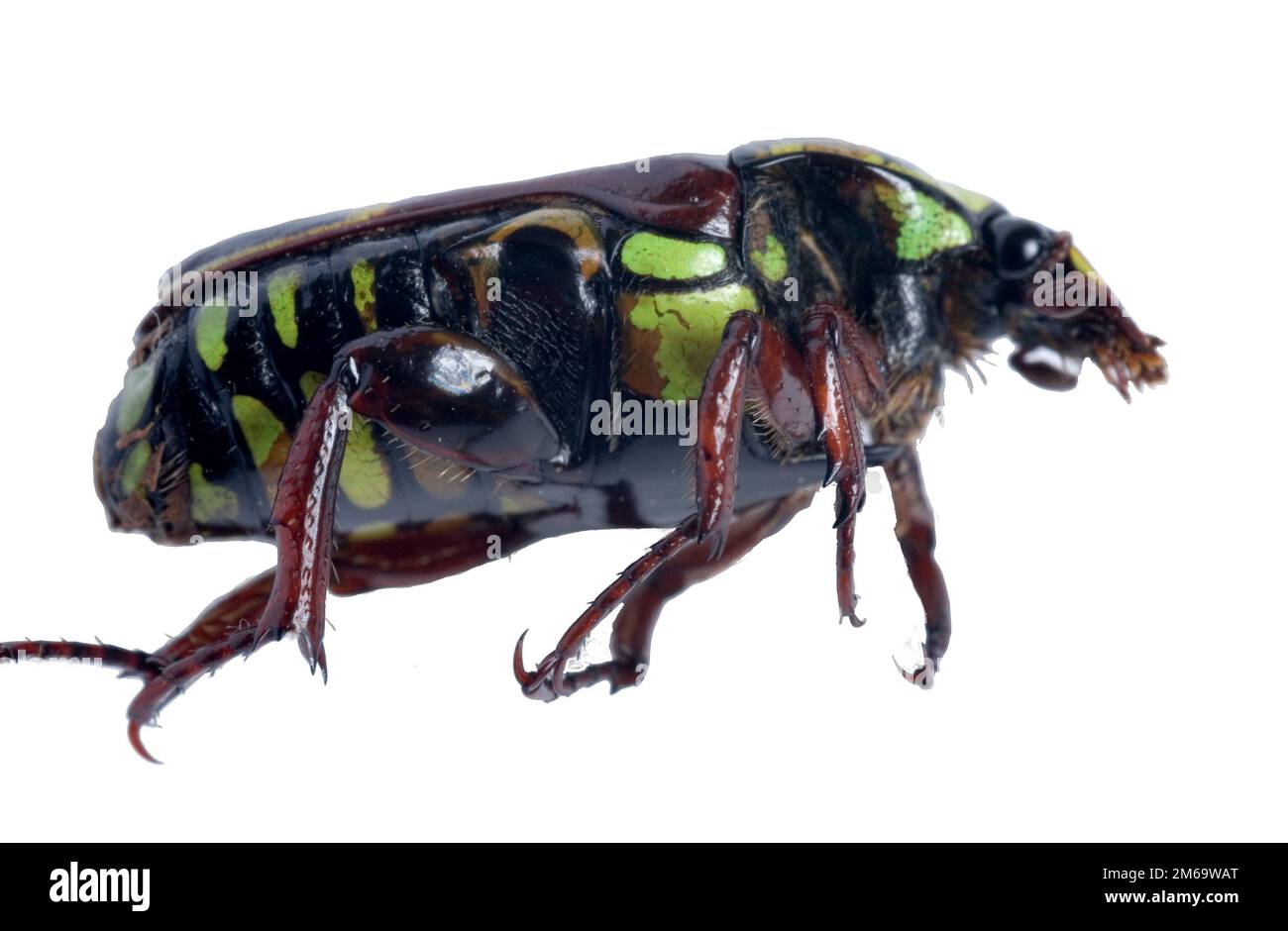 Tropical beetle -Fotos und -Bildmaterial in hoher Auflösung – Alamy