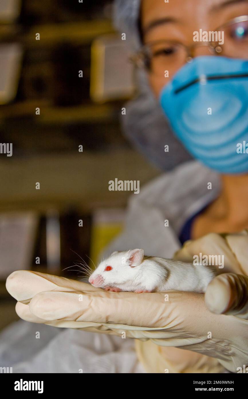 Wissenschaftler mit weißer Maus Stockfoto