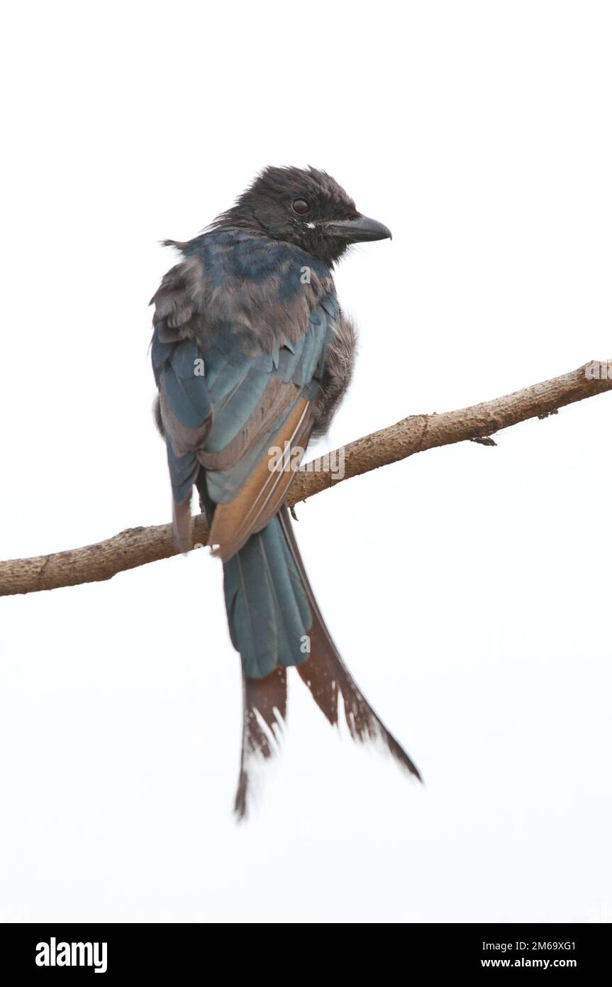 Drongo Stockfoto