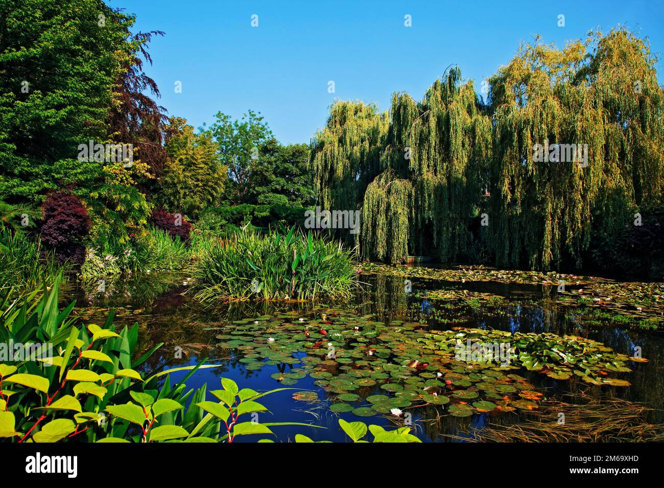 Monets Garten in Giverny, Normandie, Frankreich Stockfoto