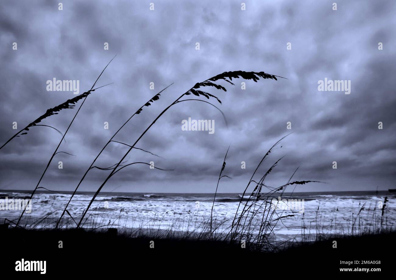 Das Seegras bläst im Wind, während ein Sturm am Jacksonville Beach, Florida, aufzieht. Stockfoto