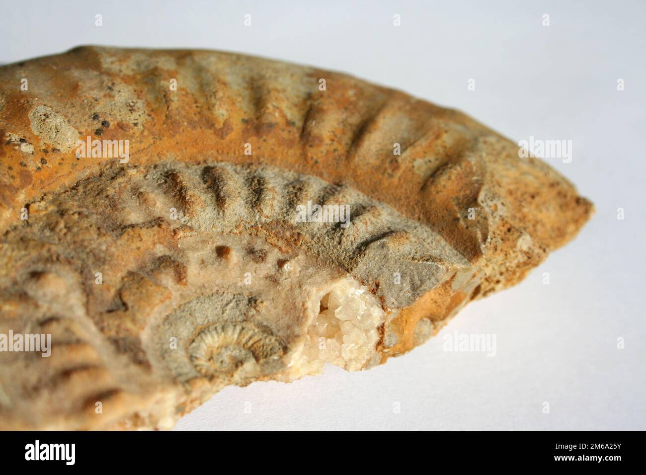 Versteinertes Ammonit Stockfoto