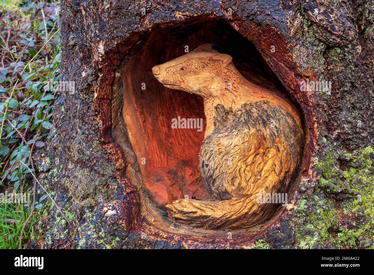 Eine Skulptur von Badger auf dem Elan Valley Sculpture Trail, Powys, Wales Stockfoto