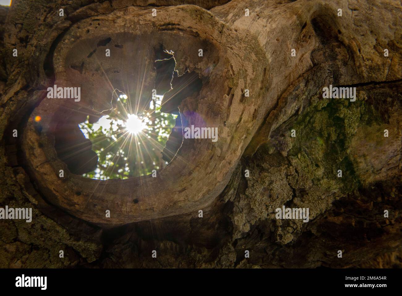 Die Sonne scheint durch ein Knotenloch in einer alten Eiche. Stockfoto