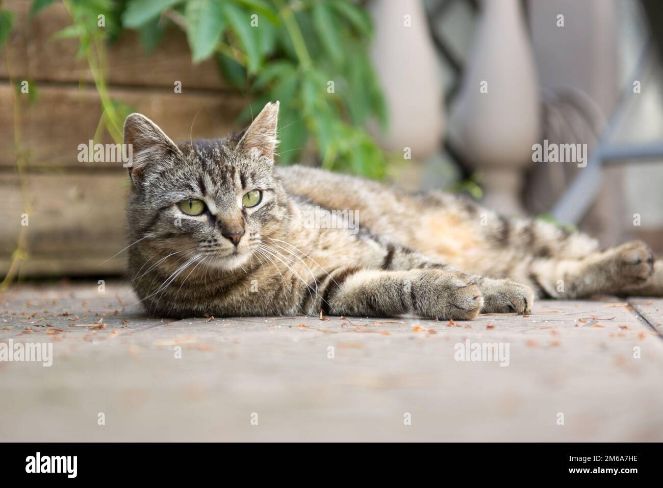 Gestreifte graue Katze, die auf der Seite auf einem Deck liegt - Schnittnarbe am linken Ohr Stockfoto