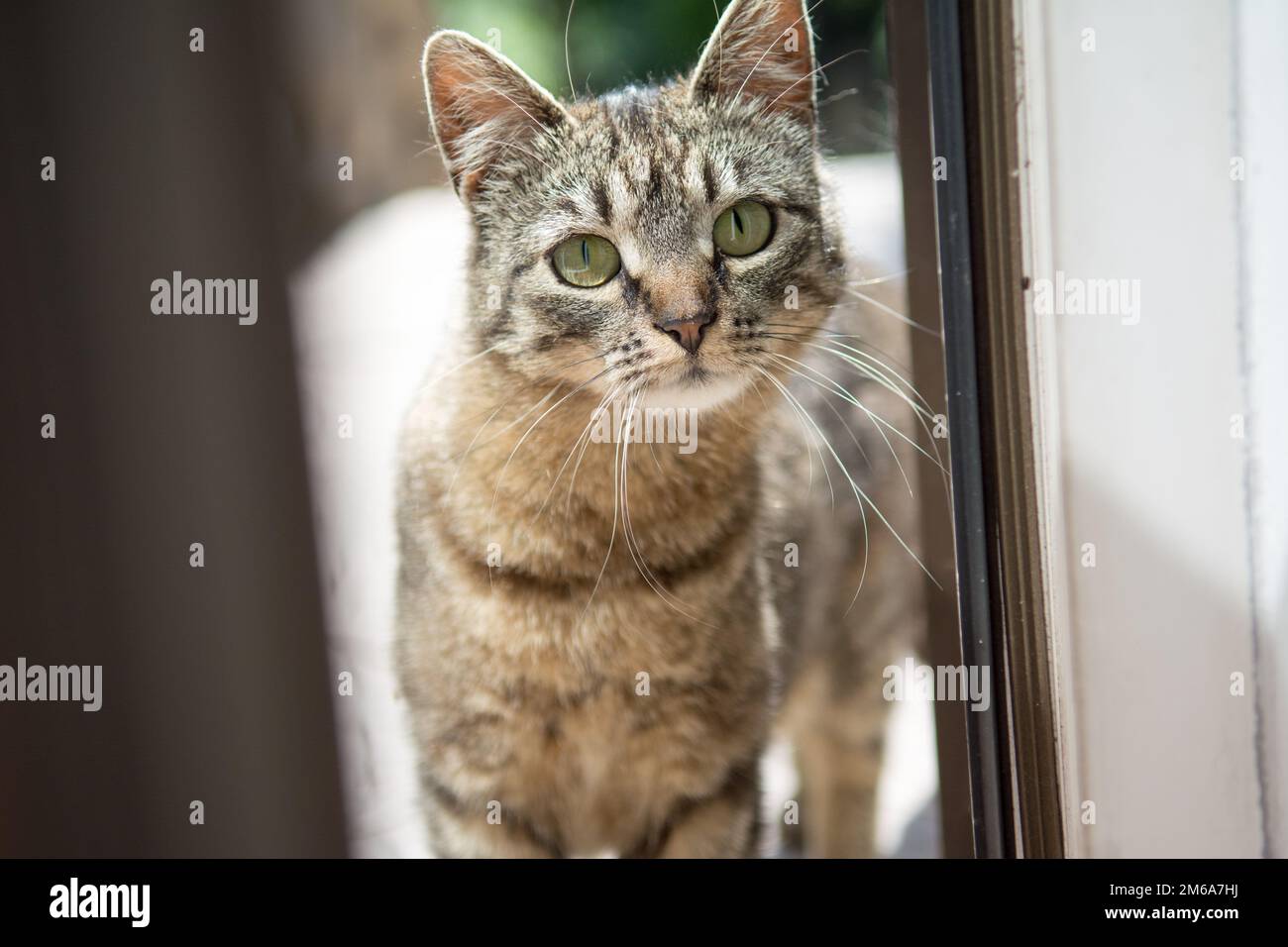 Gestreifte graue Katze, die dich durch eine offene Deckstür ansieht Stockfoto