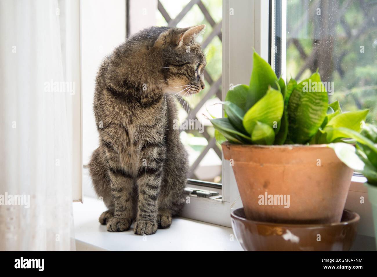 Wunderschöne gestreifte graue Katze, die auf einem Fensterbrett eines offenen Fensters sitzt Stockfoto