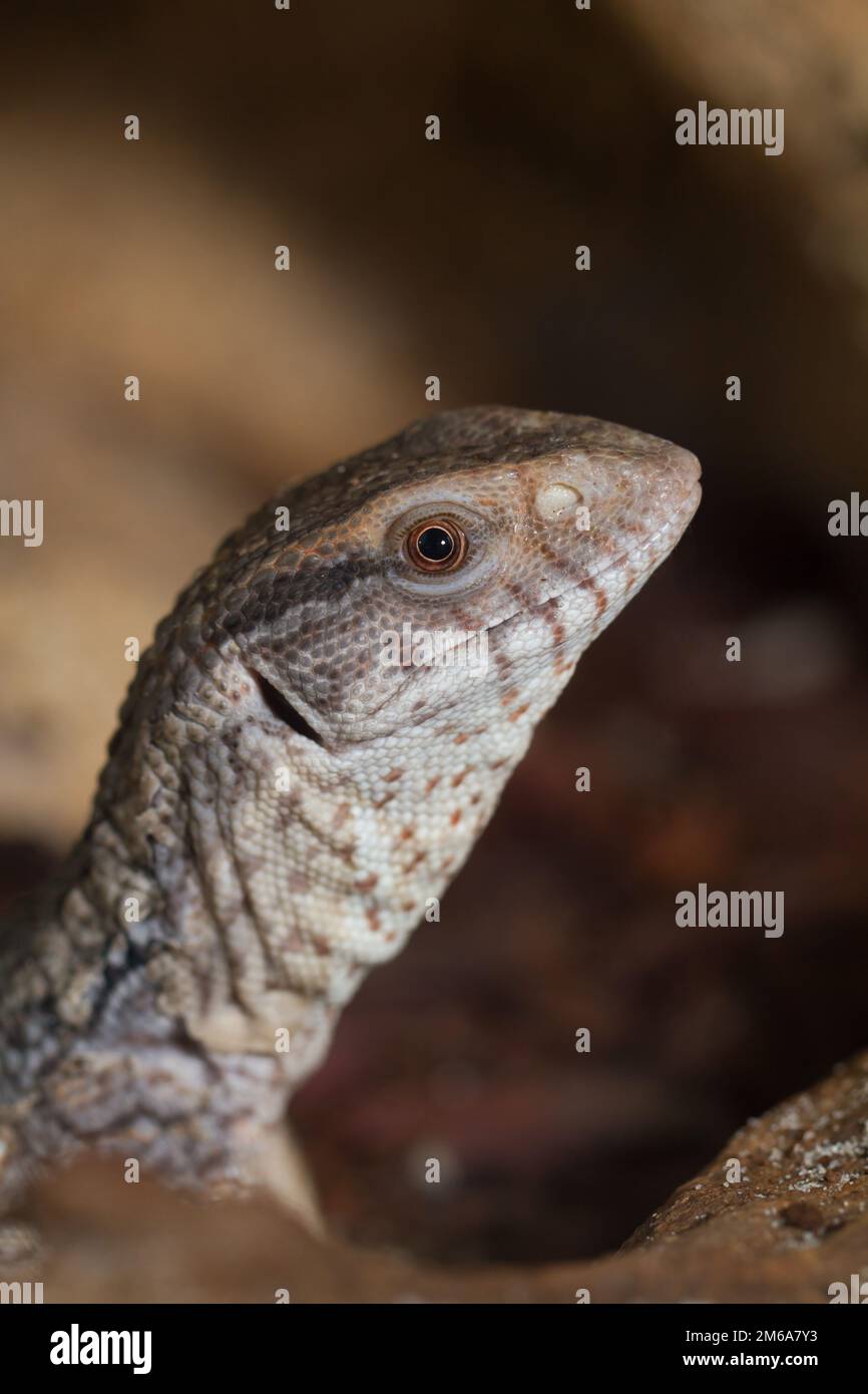 Savannah-Warane ( Varanus exanthematicus ) Nahaufnahme Stockfoto