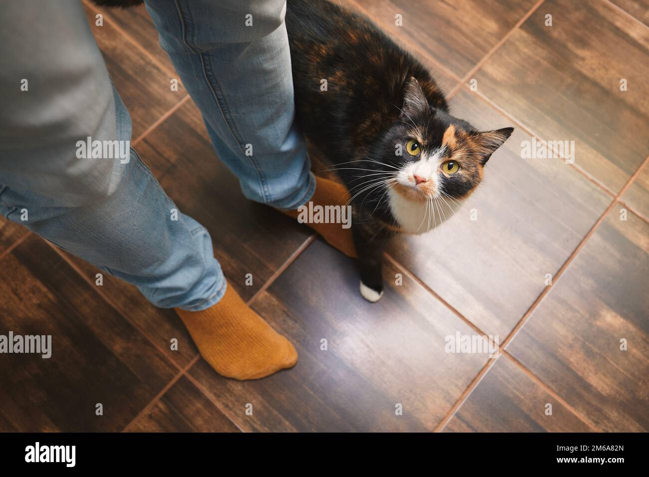 Haustier. Verspielte Katze heißt den Besitzer zu Hause willkommen. Stockfoto