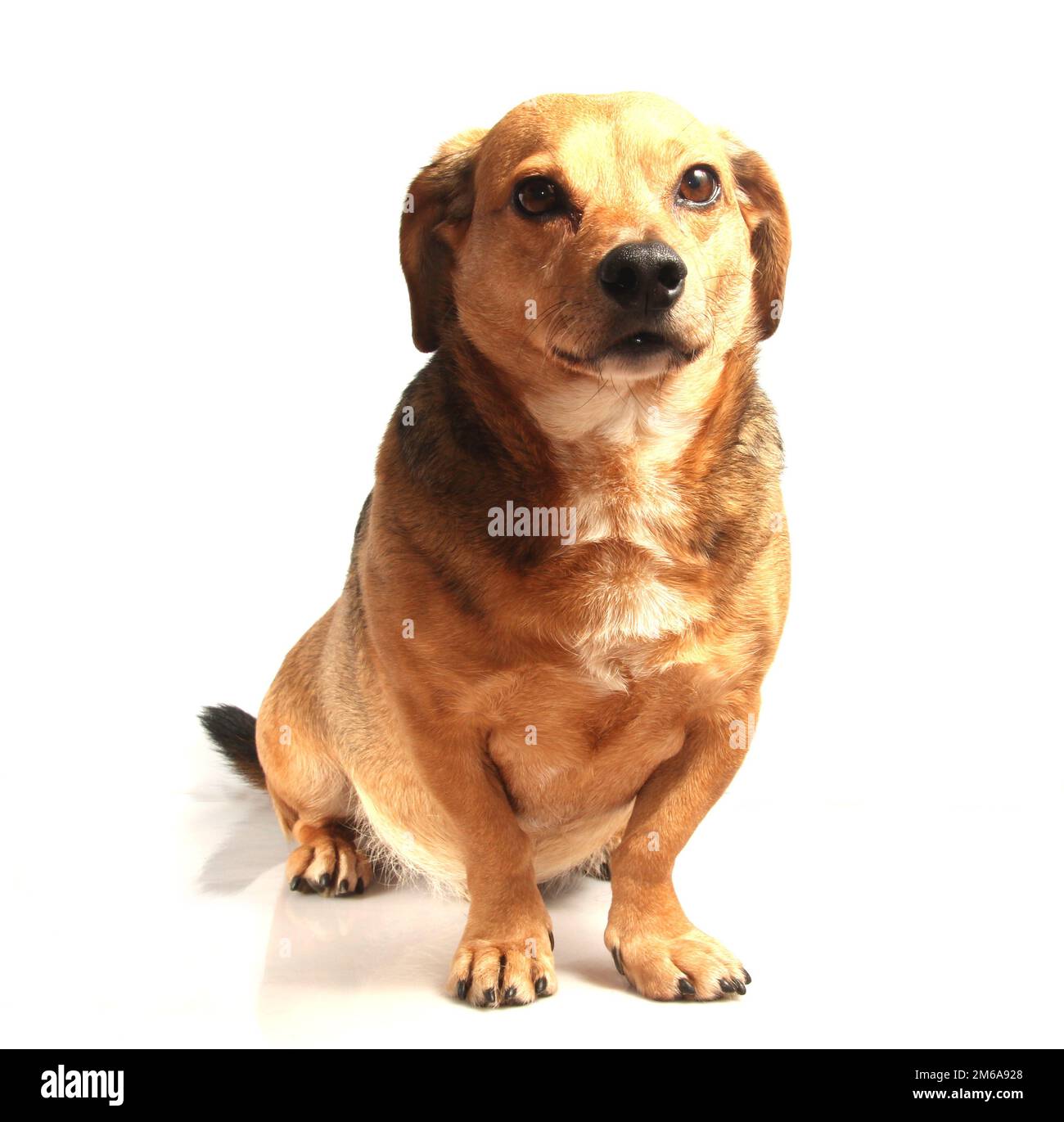 Kleiner Hund Stockfoto